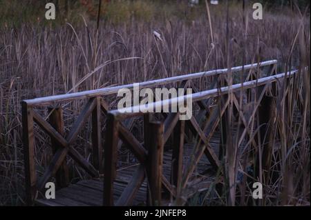 Eine Fußgängerbrücke über ein Feuchtgebiet im südafrikanischen Kamberg Valley in den Drakensberg-Bergen in KwaZulu Natal Stockfoto