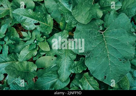 Textur von grünen Blättern und Gras bedeckt Land im Wald. Abstrakte Natur Hintergrund Nahaufnahme. Stockfoto