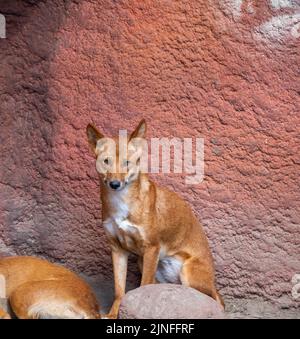 Der Dingo-Hund (lateinischer Name Canis lupus dingo) ruht am Boden. Stockfoto