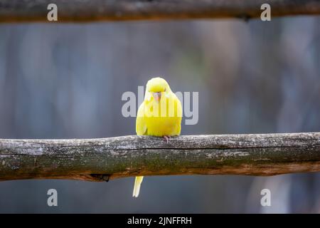 Wellensittiche (lateinischer Name Melopsittacus undulatus). Vielfarbige Vogel ist berühmtes Haustier. Stockfoto