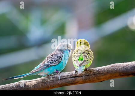 Wellensittiche (lateinischer Name Melopsittacus undulatus). Vielfarbige Vogel ist berühmtes Haustier. Stockfoto