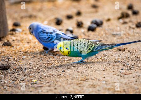 Wellensittiche (lateinischer Name Melopsittacus undulatus). Vielfarbige Vogel ist berühmtes Haustier. Stockfoto