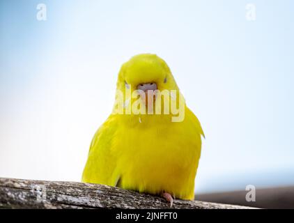 Wellensittiche (lateinischer Name Melopsittacus undulatus). Vielfarbige Vogel ist berühmtes Haustier. Stockfoto