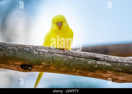 Wellensittiche (lateinischer Name Melopsittacus undulatus). Vielfarbige Vogel ist berühmtes Haustier. Stockfoto