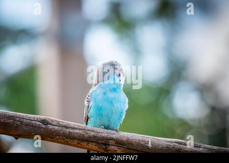 Wellensittiche (lateinischer Name Melopsittacus undulatus). Vielfarbige Vogel ist berühmtes Haustier. Stockfoto