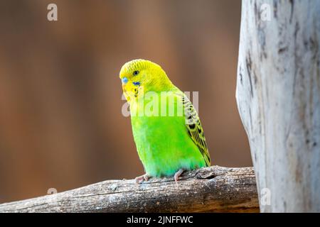 Wellensittiche (lateinischer Name Melopsittacus undulatus). Vielfarbige Vogel ist berühmtes Haustier. Stockfoto