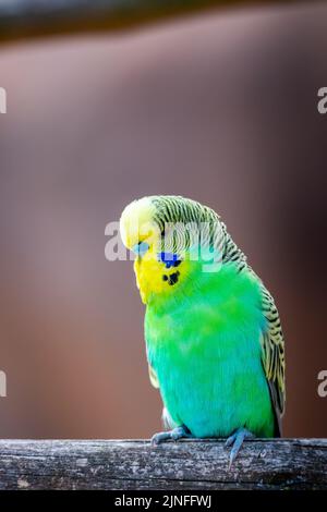 Wellensittiche (lateinischer Name Melopsittacus undulatus). Vielfarbige Vogel ist berühmtes Haustier. Stockfoto