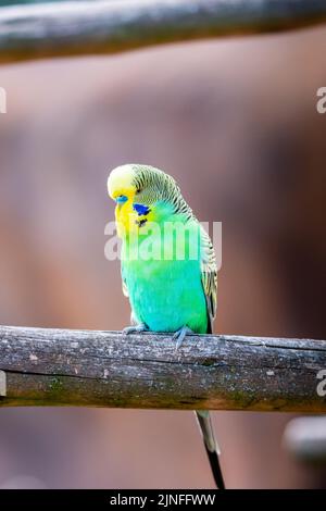 Wellensittiche (lateinischer Name Melopsittacus undulatus). Vielfarbige Vogel ist berühmtes Haustier. Stockfoto