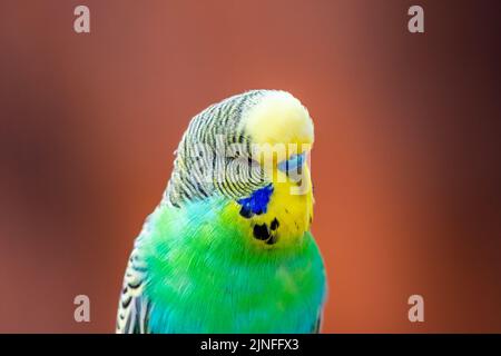 Wellensittiche (lateinischer Name Melopsittacus undulatus). Vielfarbige Vogel ist berühmtes Haustier. Stockfoto