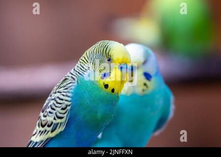 Wellensittiche (lateinischer Name Melopsittacus undulatus). Vielfarbige Vogel ist berühmtes Haustier. Stockfoto