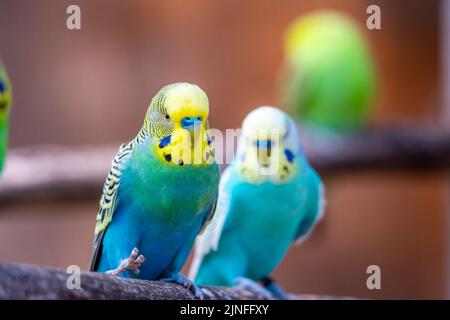 Wellensittiche (lateinischer Name Melopsittacus undulatus). Vielfarbige Vogel ist berühmtes Haustier. Stockfoto