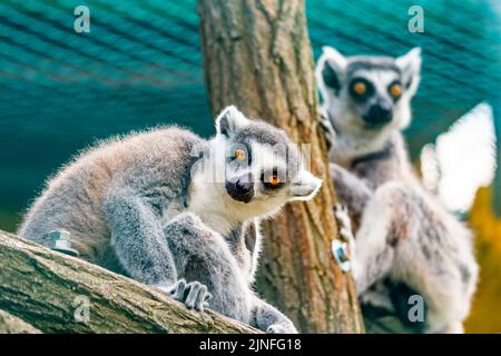 Lemur catta Tier, Detail des Kopfes. Säugetiere, die natürlich auf Madagaskar leben. Stockfoto