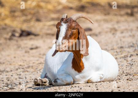 Das Boer-Ziegentier (lateinisch Capra Hircus) schläft am Boden. Konzept der Landwirtschaft. Stockfoto