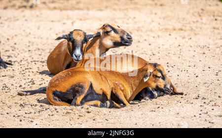 Am Boden ruht eine Gruppe von kamerun-Schafen (lateinisch Ovis aries aries). Stockfoto