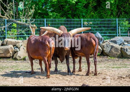 Das ankole-Rind (lateinisch Bos primigenius f. stier) watusi-Tier. Stockfoto