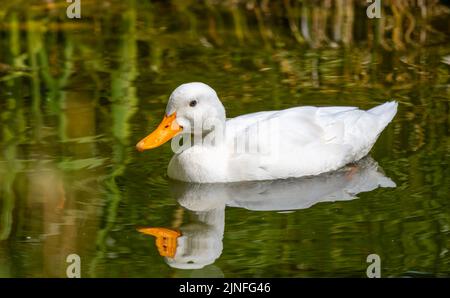 Die weiße Ente (lateinisch Anas platyrhynchos) auf dem Wasserteich. Stockfoto