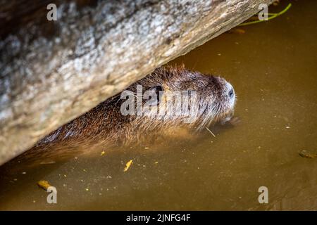 Myocastor coypus, auch bekannt als Nutria, ist ein riesiger Pflanzenfresser, der an den Ufern von Flüssen lebt Stockfoto