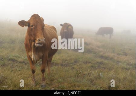 Kühe grasen im frühen Morgennebel im Kamberg-Tal in den südafrikanischen Drakensberg-Bergen Stockfoto