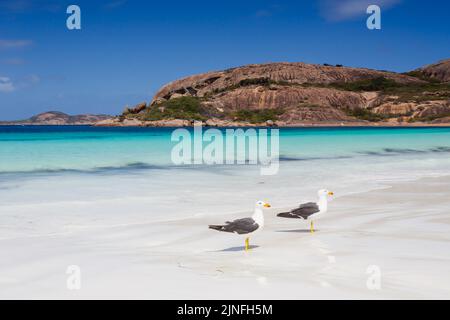 Zwei Möwen genießen einen schönen Sommertag am kristallklaren Strand, weißer Sonne und Sonnenschein in Lucky Bay, Esperance, Westaustralien Stockfoto