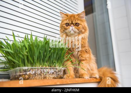 Katze frisst frisches grünes Gras. Katzengras, Tiergras. Natürliche Haarkugelbehandlung. Persische exotische rote Katze Stockfoto