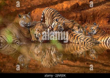 Ein erwachsener Rüde und seine subadulten Jungen befinden sich in einem Wasserloch im Bandhavgarh National Park, Madhya Pradesh Stockfoto