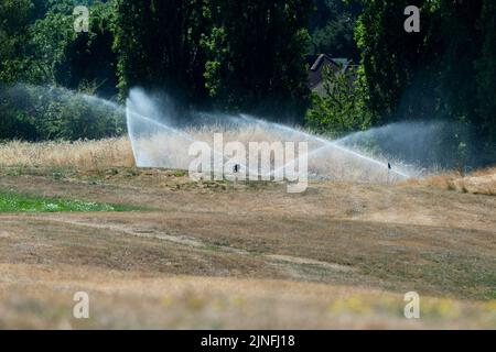 London, Großbritannien. 11. August 2022. Wetter in Großbritannien – Greenkeepers bewässern einen ausgetrocknten Golfplatz in Harrow im Nordwesten Londons. Das Met Office hat in England und Wales eine bernsteinfarbene extreme Hitzewarnung herausgegeben, die den Rest der Woche andauert, wenn die Temperaturen voraussichtlich über 30C Grad steigen werden. Das Risiko von Waldbränden bleibt hoch, da der trockenste Bann in England seit 46 Jahren anhält und die Erwartung besteht, dass morgen eine Dürre offiziell vom Umweltbundesamt ausgerufen wird. Kredit: Stephen Chung / Alamy Live Nachrichten Stockfoto