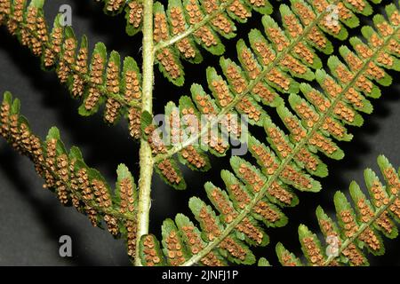 Die Sporen produzierenden Körper auf der Unterseite einer Rüde von Männchen- oder Fiddle-Kopf-Fern. Eine primitive Pflanze Stockfoto