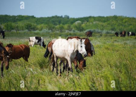 Herdenpferde und Herde Kühe weiden im Hintergrund auf der Wiese Stockfoto
