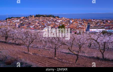 Sonnenaufgang über Mandelbäumen, die rund um die Stadt Arbeca blühen (Les Garrigues, Lleida, Katalonien, Spanien) ESP: Amanecer en almendros de Arbeca Stockfoto