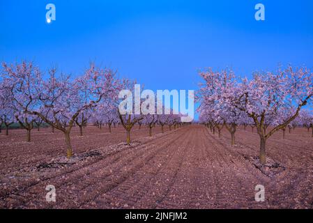 Sonnenaufgang über Mandelbäumen, die rund um die Stadt Arbeca blühen (Les Garrigues, Lleida, Katalonien, Spanien) ESP: Amanecer en almendros de Arbeca Stockfoto