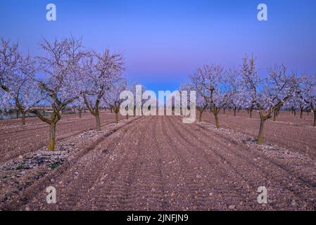 Sonnenaufgang über Mandelbäumen, die rund um die Stadt Arbeca blühen (Les Garrigues, Lleida, Katalonien, Spanien) ESP: Amanecer en almendros de Arbeca Stockfoto