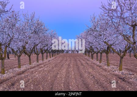 Sonnenaufgang über Mandelbäumen, die rund um die Stadt Arbeca blühen (Les Garrigues, Lleida, Katalonien, Spanien) ESP: Amanecer en almendros de Arbeca Stockfoto