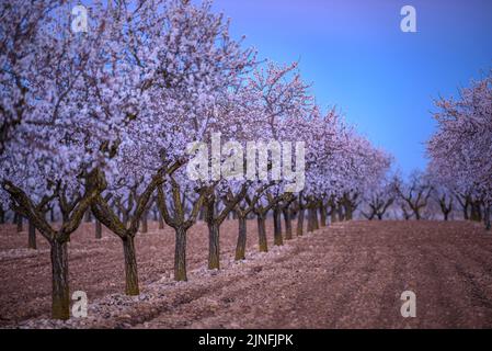 Sonnenaufgang über Mandelbäumen, die rund um die Stadt Arbeca blühen (Les Garrigues, Lleida, Katalonien, Spanien) ESP: Amanecer en almendros de Arbeca Stockfoto