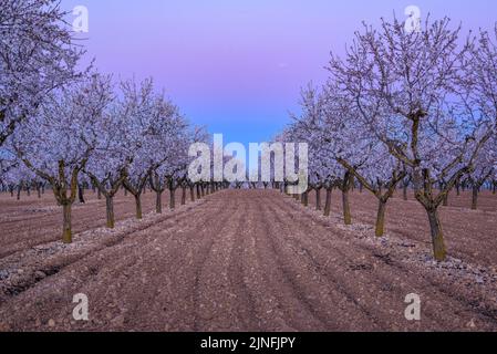 Sonnenaufgang über Mandelbäumen, die rund um die Stadt Arbeca blühen (Les Garrigues, Lleida, Katalonien, Spanien) ESP: Amanecer en almendros de Arbeca Stockfoto