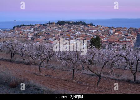 Sonnenaufgang über Mandelbäumen, die rund um die Stadt Arbeca blühen (Les Garrigues, Lleida, Katalonien, Spanien) ESP: Amanecer en almendros de Arbeca Stockfoto