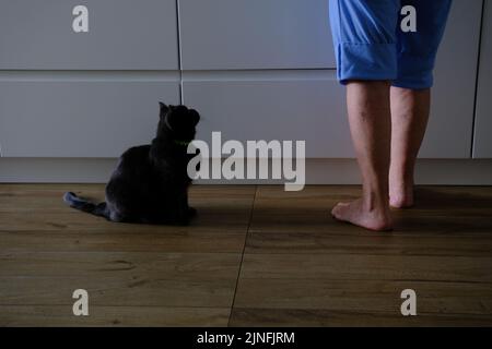 Eine graue Katze sitzt in der Küche zu Füßen der Gastgeberin und wartet auf ihr Frühstück. Eine graue flauschige Katze leckt sich vor dem Essen die Pfoten und bettelt an Stockfoto