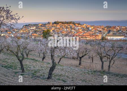 Sonnenaufgang über Mandelbäumen, die rund um die Stadt Arbeca blühen (Les Garrigues, Lleida, Katalonien, Spanien) ESP: Amanecer en almendros de Arbeca Stockfoto