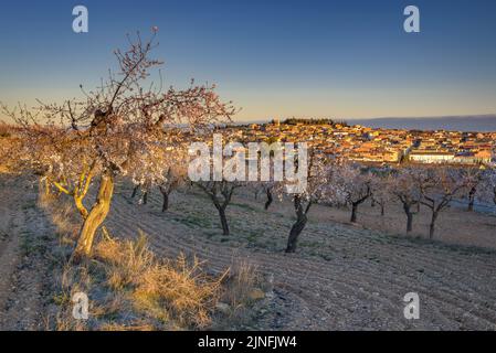 Sonnenaufgang über Mandelbäumen, die rund um die Stadt Arbeca blühen (Les Garrigues, Lleida, Katalonien, Spanien) ESP: Amanecer en almendros de Arbeca Stockfoto
