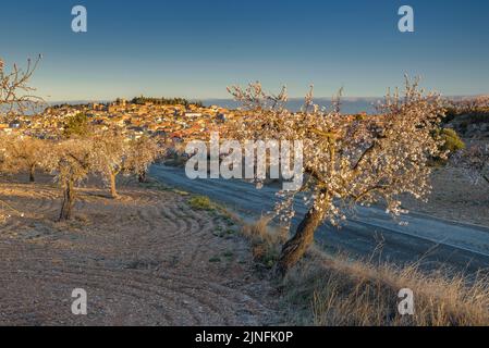 Sonnenaufgang über Mandelbäumen, die rund um die Stadt Arbeca blühen (Les Garrigues, Lleida, Katalonien, Spanien) ESP: Amanecer en almendros de Arbeca Stockfoto