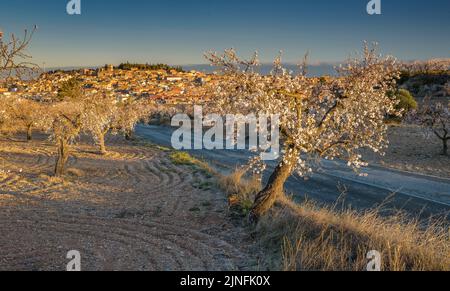 Sonnenaufgang über Mandelbäumen, die rund um die Stadt Arbeca blühen (Les Garrigues, Lleida, Katalonien, Spanien) ESP: Amanecer en almendros de Arbeca Stockfoto