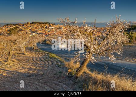 Sonnenaufgang über Mandelbäumen, die rund um die Stadt Arbeca blühen (Les Garrigues, Lleida, Katalonien, Spanien) ESP: Amanecer en almendros de Arbeca Stockfoto