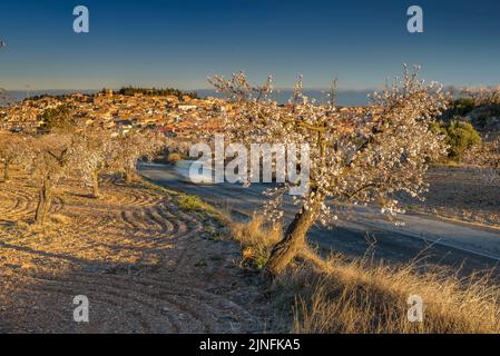 Sonnenaufgang über Mandelbäumen, die rund um die Stadt Arbeca blühen (Les Garrigues, Lleida, Katalonien, Spanien) ESP: Amanecer en almendros de Arbeca Stockfoto