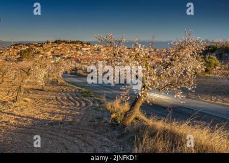 Sonnenaufgang über Mandelbäumen, die rund um die Stadt Arbeca blühen (Les Garrigues, Lleida, Katalonien, Spanien) ESP: Amanecer en almendros de Arbeca Stockfoto