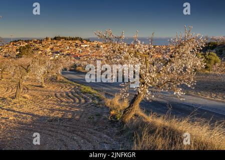 Sonnenaufgang über Mandelbäumen, die rund um die Stadt Arbeca blühen (Les Garrigues, Lleida, Katalonien, Spanien) ESP: Amanecer en almendros de Arbeca Stockfoto