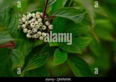 Weiße Beeren von Cornus Alba Sibirica mit selektiver Weichzeichnung. Stockfoto