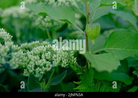 Physalis-Pflanze mit leuchtend roten orangen Blüten und grünen Blättern auf schwarzem Hintergrund Stockfoto