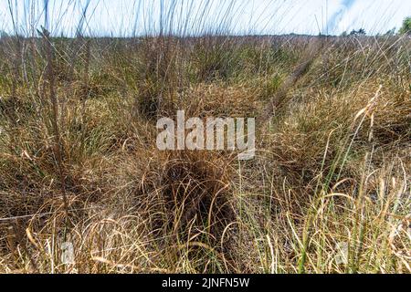 Kalmthout, Belgien. 11. August 2022. Am Donnerstag, den 11. August 2022, wird im Naturschutzgebiet Kalmthoutse Heide in Kalmthout ausgetrocknetes purpurnes Moorgras (Molinia caerulea) gesehen. BELGA FOTO JONAS ROOSENS Kredit: Belga Nachrichtenagentur/Alamy Live News Stockfoto