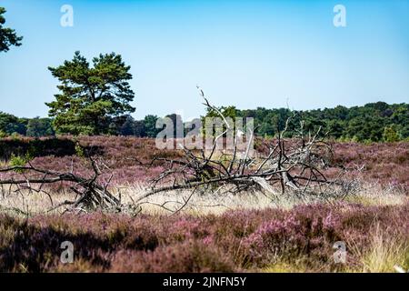 Kalmthout, Belgien. 11. August 2022. Die Abbildung zeigt die Karstlandschaft im Naturschutzgebiet Kalmthoutse Heide in Kalmthout am Donnerstag, den 11. August 2022. BELGA FOTO JONAS ROOSENS Kredit: Belga Nachrichtenagentur/Alamy Live News Stockfoto