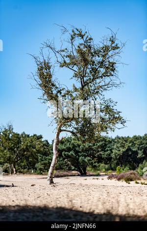 Kalmthout, Belgien. 11. August 2022. Die Abbildung zeigt die Karstlandschaft im Naturschutzgebiet Kalmthoutse Heide in Kalmthout am Donnerstag, den 11. August 2022. BELGA FOTO JONAS ROOSENS Kredit: Belga Nachrichtenagentur/Alamy Live News Stockfoto