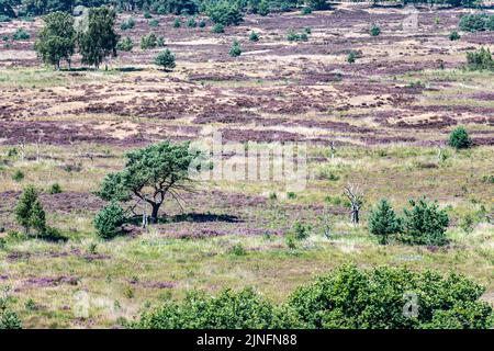 Kalmthout, Belgien. 11. August 2022. Am Donnerstag, den 11. August 2022, wird im Naturschutzgebiet Kalmthoutse Heide in Kalmthout ausgetrocknetes purpurnes Moorgras (Molinia caerulea) gesehen. BELGA FOTO JONAS ROOSENS Kredit: Belga Nachrichtenagentur/Alamy Live News Stockfoto